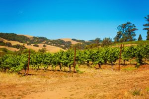 moving to napa california vineyard landscape